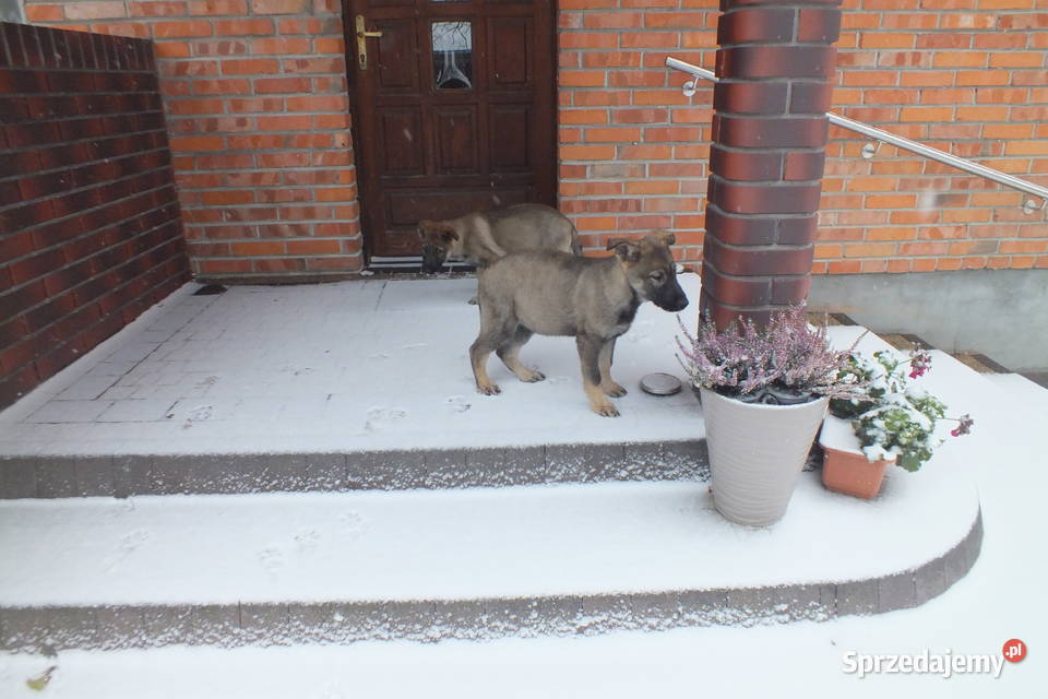 Owczarki niemieckie użytkowe Owczarek Brąszewice