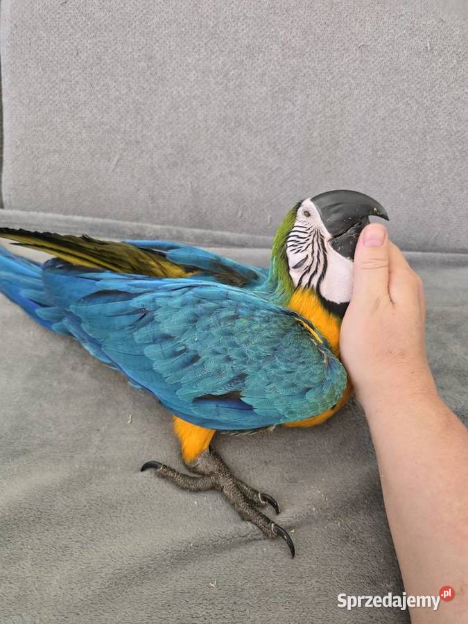 Ara ararauna Gryfino