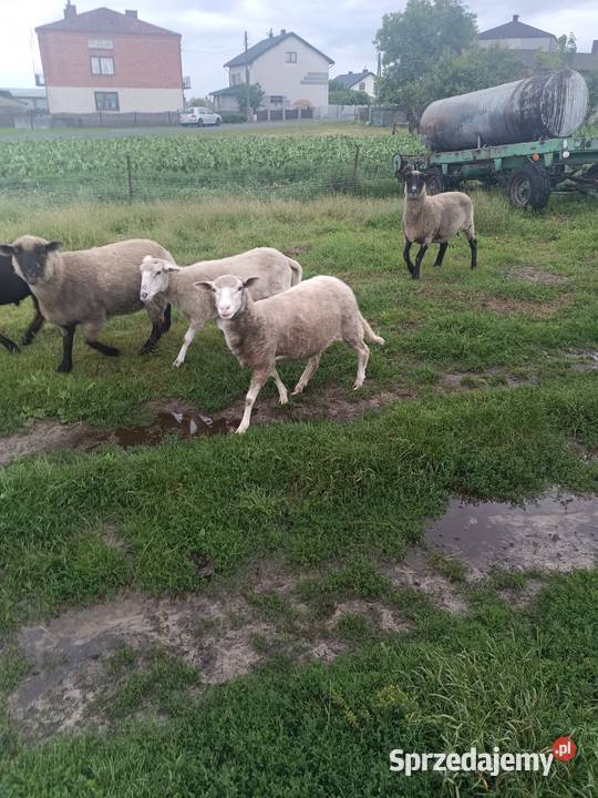 Sprzedam owce i baranki Kolonia Lipnik