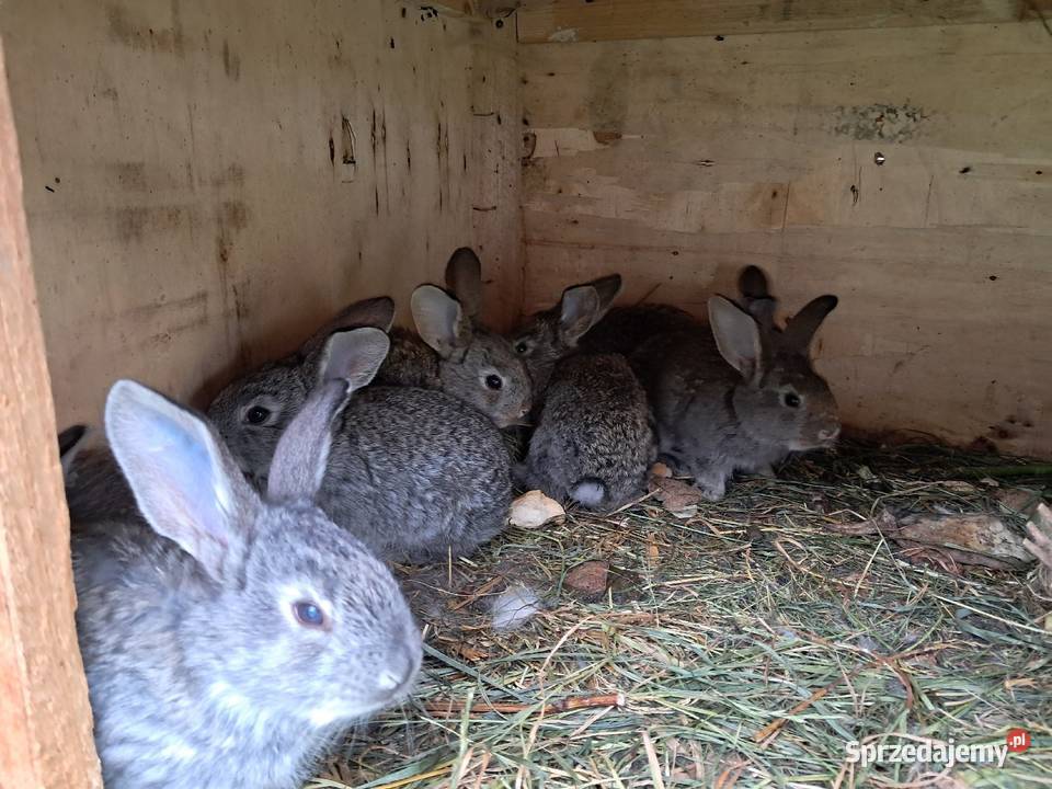 Króliki hodowlane Lublin