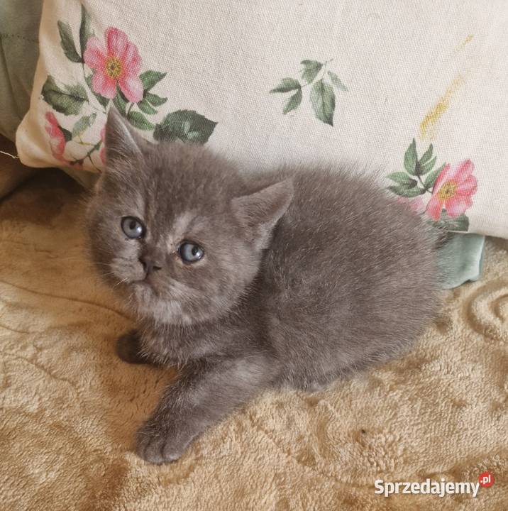 Brytyjskie kotka niebieska wielkopolskie Szamotuły