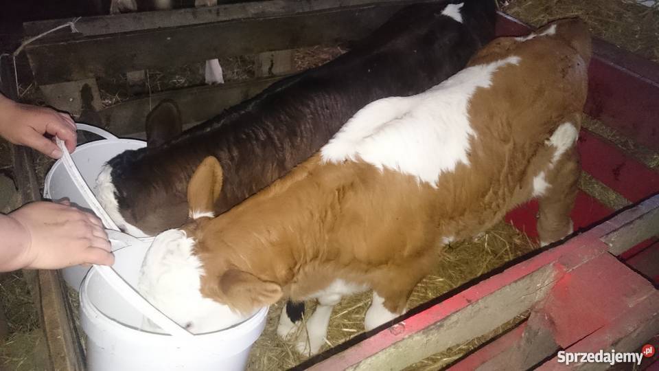 Cielaki byczki jałóweczki mięsne sprzedam Izbica