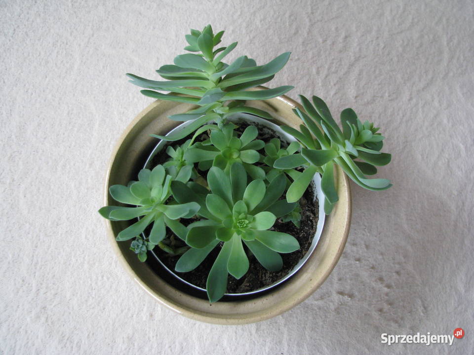 Aeonium piękny sukulent na taras do oranżerii Brzegi