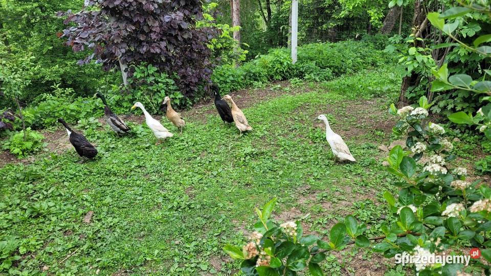 Jaja lęgowe biegus indyjski kaczka biegus Dobczyce