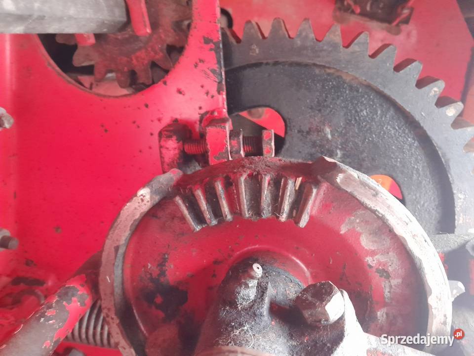 Sprzedam prase welger ap 52 sprowadzona Lechów