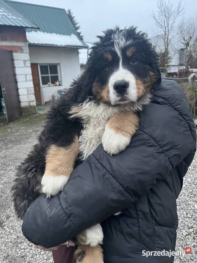 Berneński pies pasterski Bąbel Jagodnik