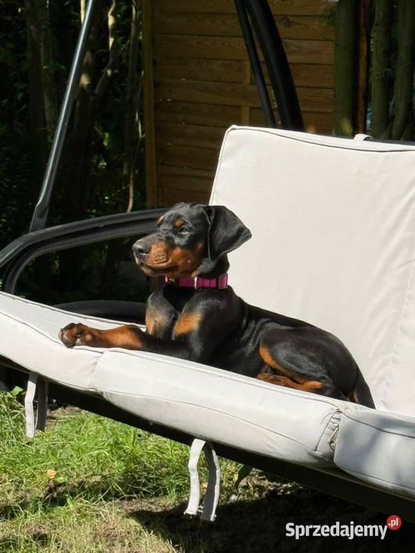 Szczenięta dobermana Championie z doskonałym Lublin