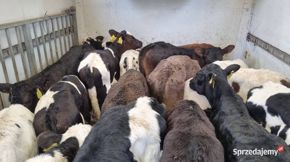 Sprzedam Byczki POLSKIE Piotrków Trybunalski