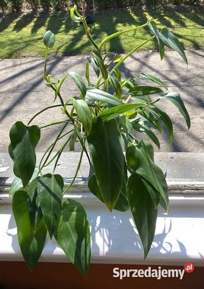 Philodendron filodendron Emerald Queen duży małopolskie sprzedam