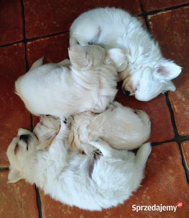 Chihuahua maleńki piesek Zwierzęta Konin