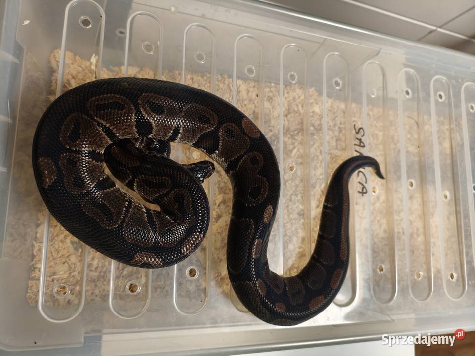 Hodowla pytonów królewskich Gliwice