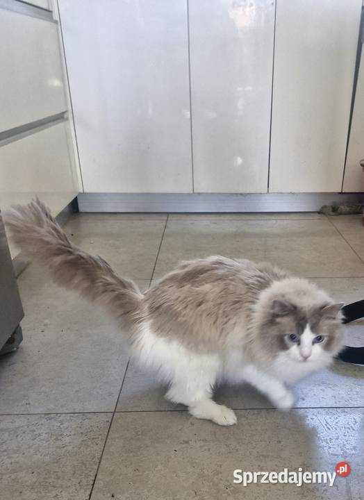 Parys Kot do Adopcji