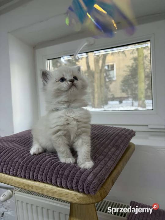 Kocięta Ragdoll z hodowli FiFeFLP