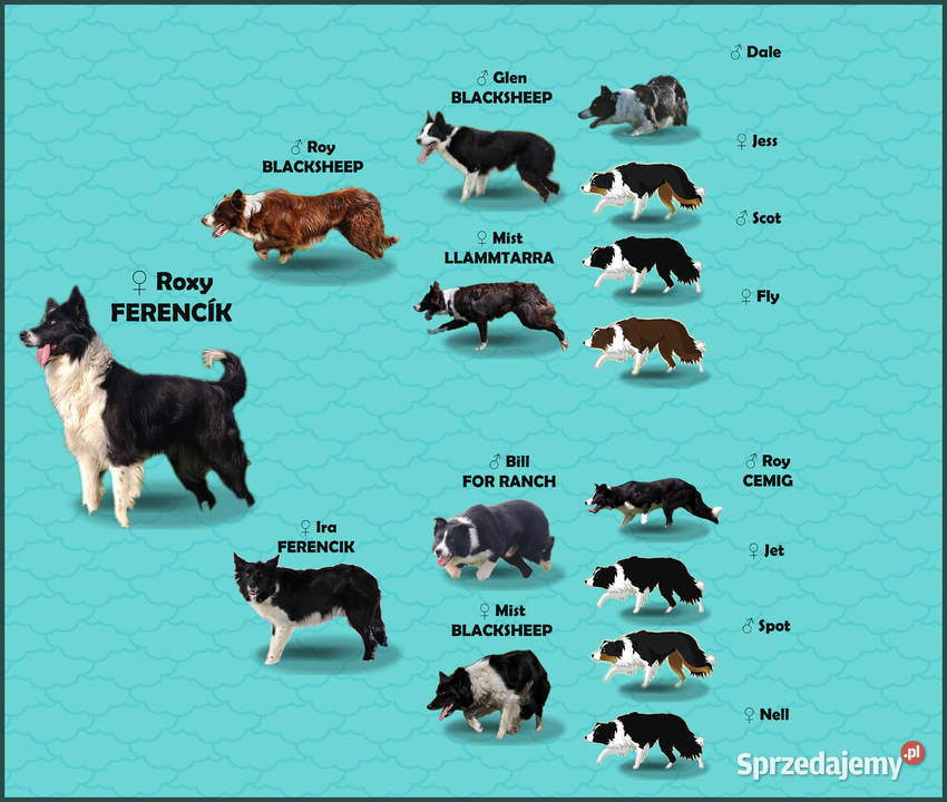 Wspaniały Pies FABIO BORDER COLLIE z pełną dok Iwonicz