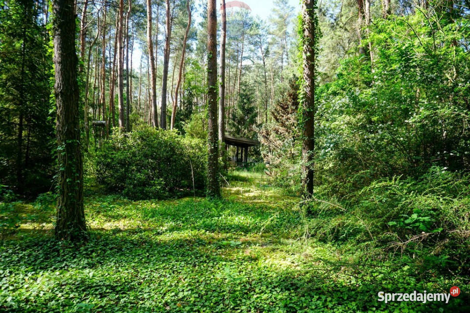 Leśna działka 2100 m z domkiem Radziejowice Adamów-Wieś