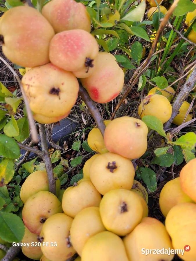 Sok tłoczony ze zwieżych owoców pigwowca NFC Szczawin