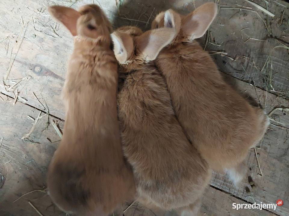 Sprzedam króliki