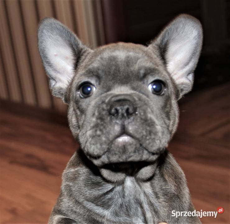 Buldog Francuski niebieskie chłopaki Kędzierzyn-Koźle
