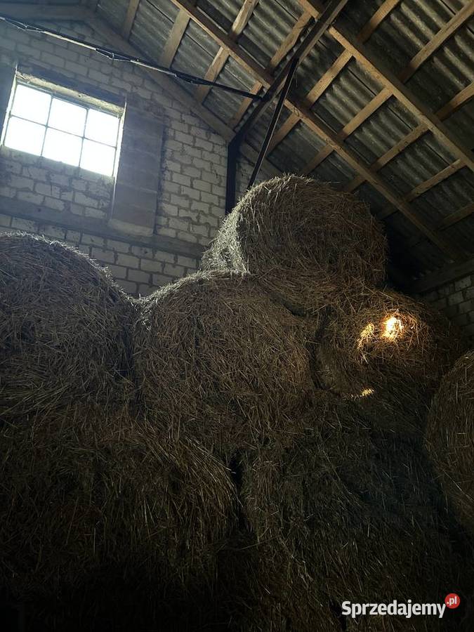 Słoma baloty słoma w balotach garażowana Pełczyska
