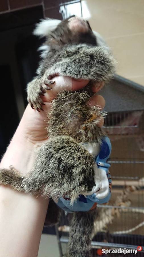 Małpka marmozeta białoucha Grajewo