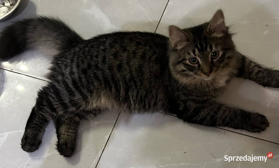Rodowodowe kotki syberyjskie dolnośląskie Świerzna