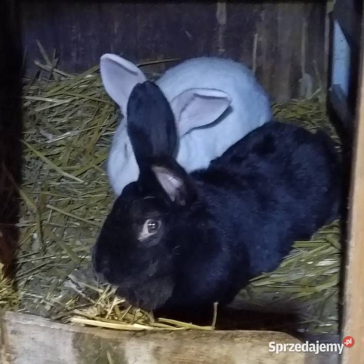 Królik Króliki Młode Jastrzębie-Zdrój