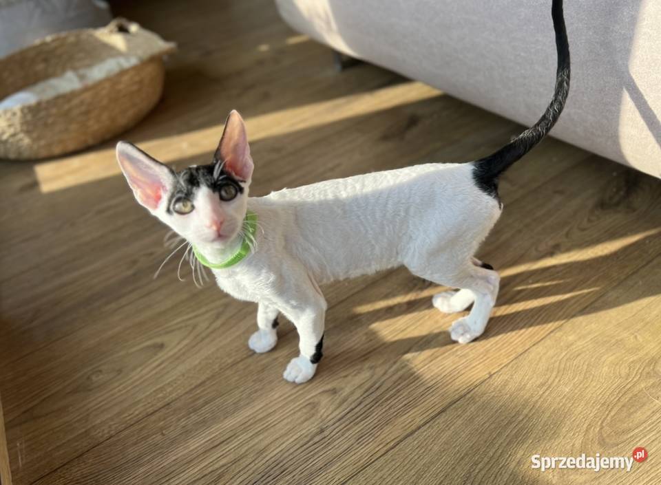 Cornish rex kotek rodowód FPL cudowny kocurek Poznań