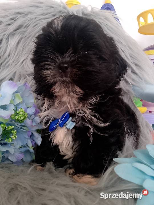 GOTOWY DO ODBIORU czarny piesek rasy ShihTzu Namysłów