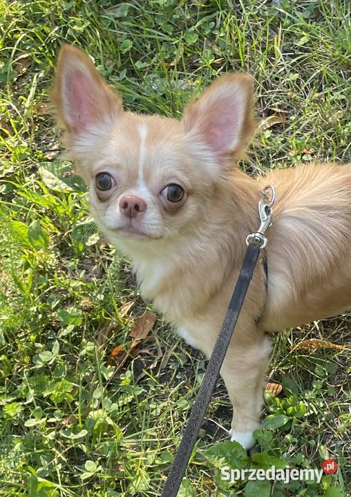 Śliczna sunia Chihuahua długowłosa sprzedam