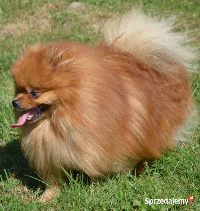 SZPIC MINIATUROWY POMERANIAN SUNIA PIĘKNA mazowieckie Warszawa