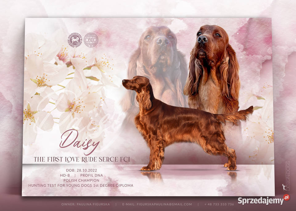 Seter Irlandzki FCI Częstochowa