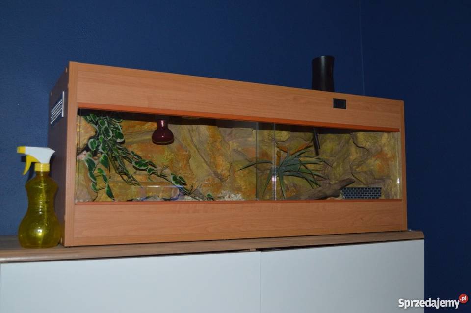 Terrarium 100x40x40 z mieszkańcem wąż zbożowy Zabrze sprzedam