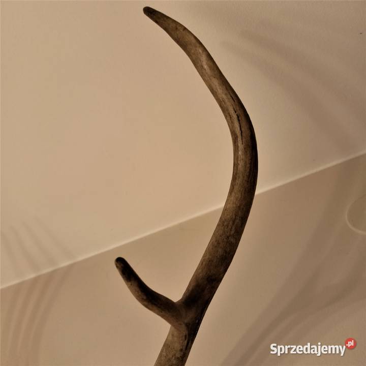 Poroże jelenia rogi Łódź