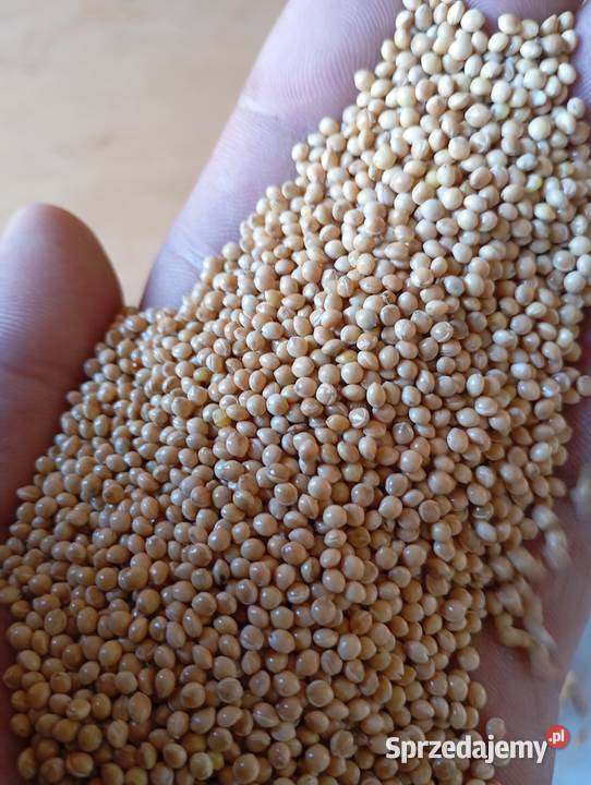 Sprzedam proso zbiór z roku 2025 nie pryskane Cieszanów sprzedam