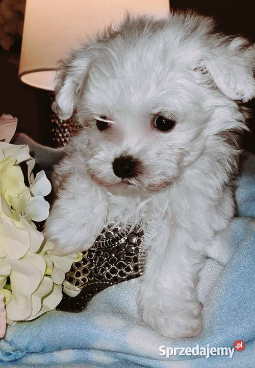 Piękny Maltańczyk piesek Metryka Urodzenia Nowe Skalmierzyce