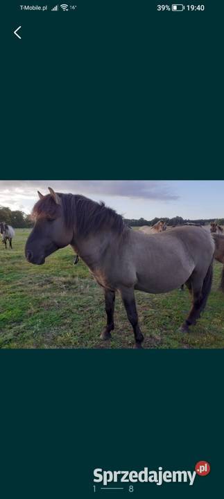 Ogier konik polski z licencją Konie Sieroszowice