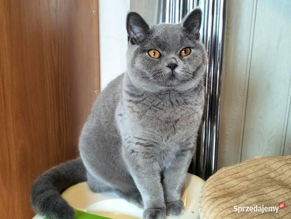 Kochany Waldi już do odbioru Rodowód