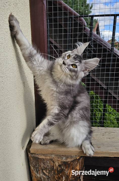 Srebrzysty tikowany Maine Coon Gdańsk