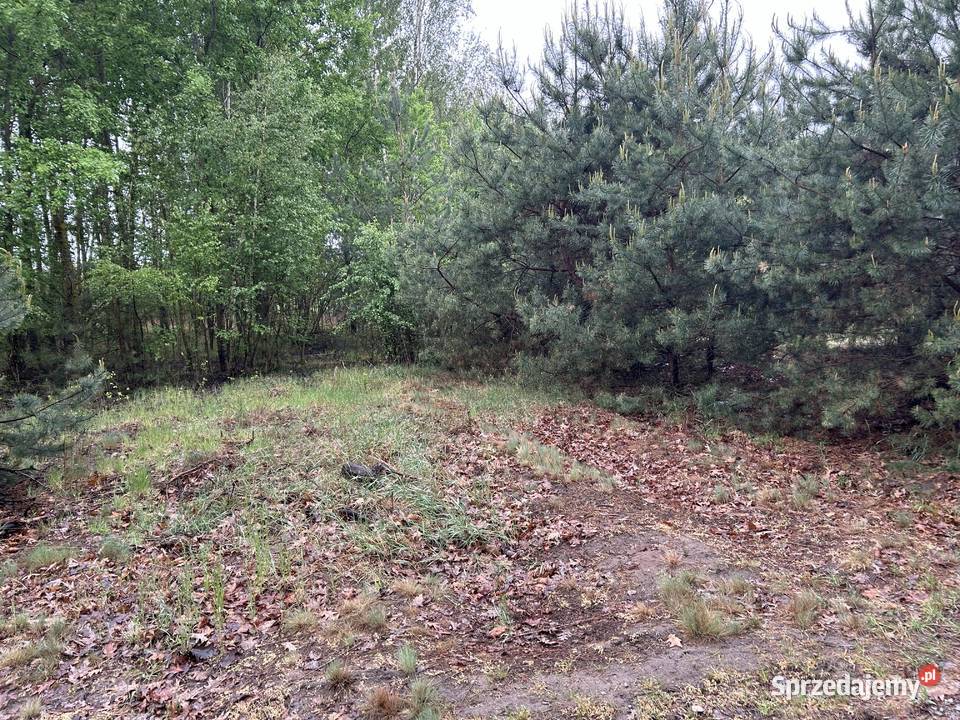 Sprzedam działkę rolną zadrzewioną 1550m2 trasie