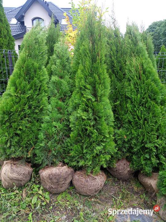 Tuje szmaragd Kopane z gruntu Piękne i zielone Pozostałe Błonie sprzedam
