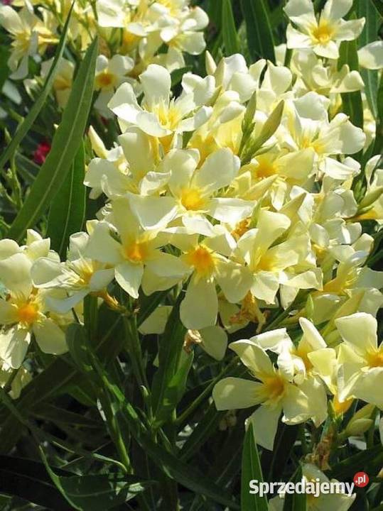 Oleander o ŻÓŁTYCH i ŁOSOSIOWYCH kwiatach Skawina sprzedam