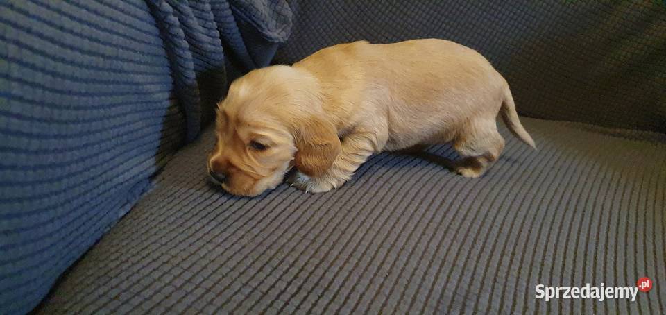 Cocker Spaniel Angielski suczka Radom
