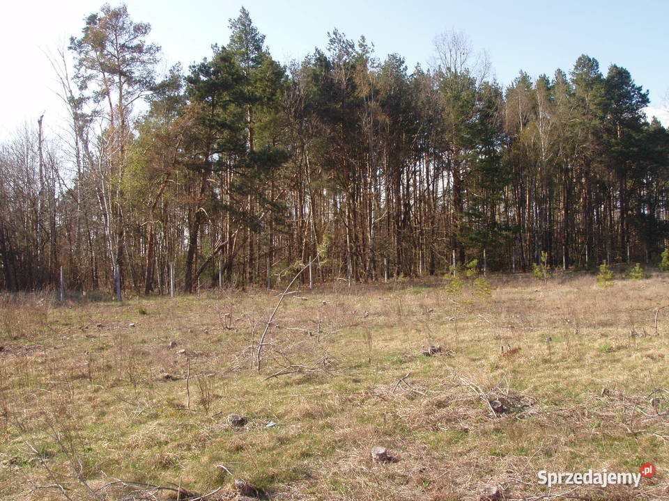 Działka 3000 m z warunkami zabudowy lesie Lorcin