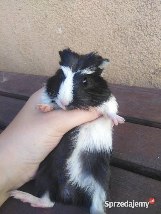 Świnki morskie lubelskie Tomaszów Lubelski