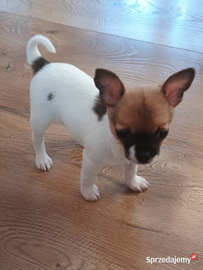 Chihuahua XS chłopiec Diament Chihuahua Kleszczów