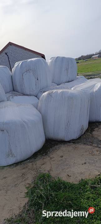 Sianokiszonka z lucerny Rudno