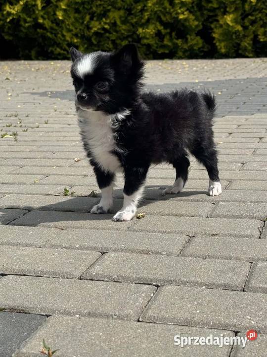 Chihuahua Bielsko-Biała