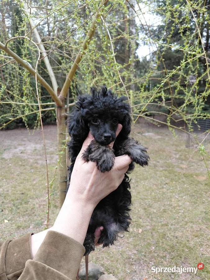 Pudel toy suczka phantom mazowieckie Wyszków