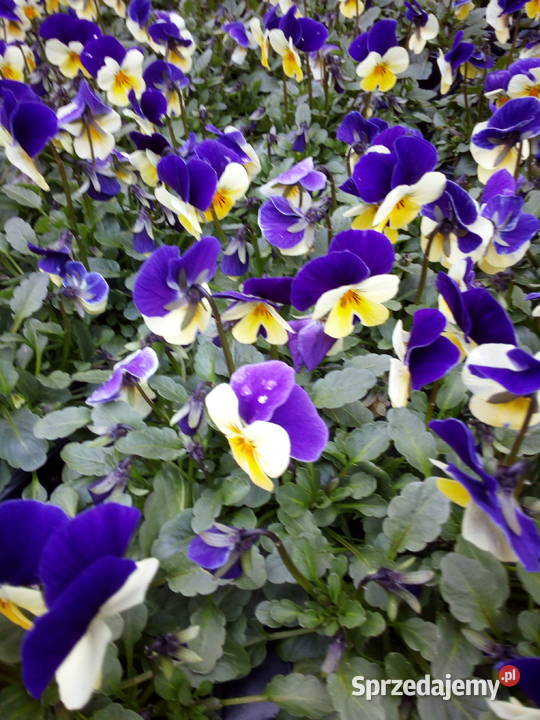 Bratki Hurt Białystok Podlasie podlaskie sprzedam