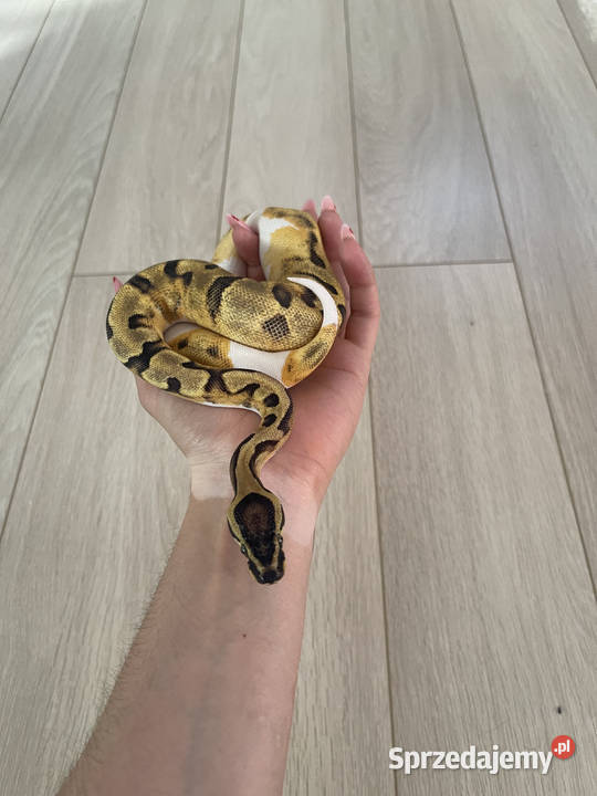 Python Regius Samica Enchi Piebald mazowieckie Warszawa
